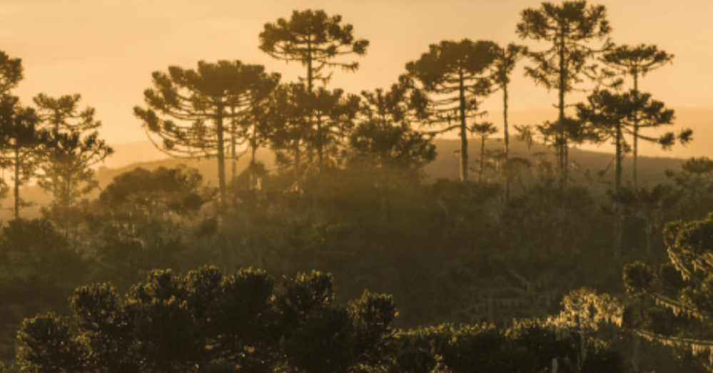 Our treasures, the Araucaria – the giants of the Brazilian rainforests
