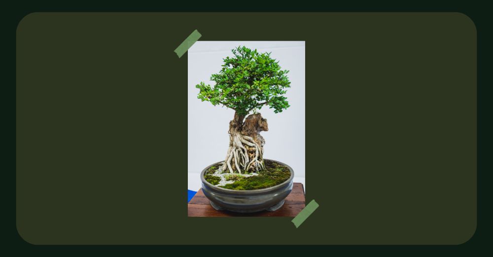 Bonsai simogató