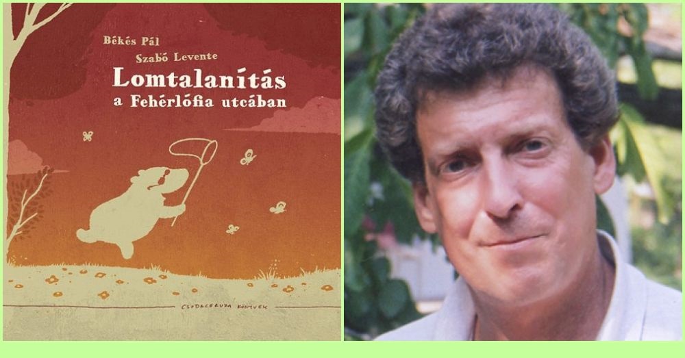 Lomtalanítás a Fehérlófia utcában