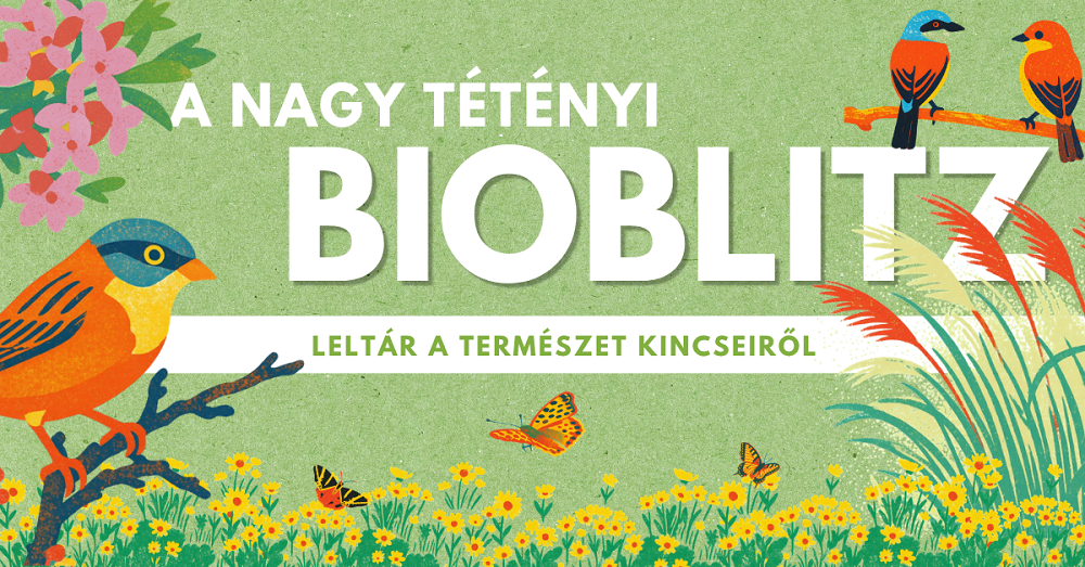 Hangolódás a Nagy Tétényi BioBlitzre