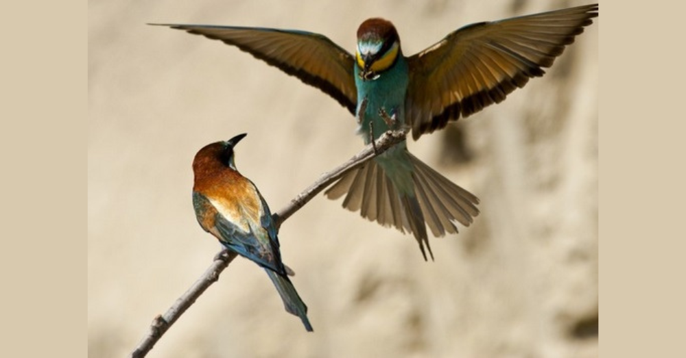 Nature Photography Exhibition on the Life of the European Bee-Eater