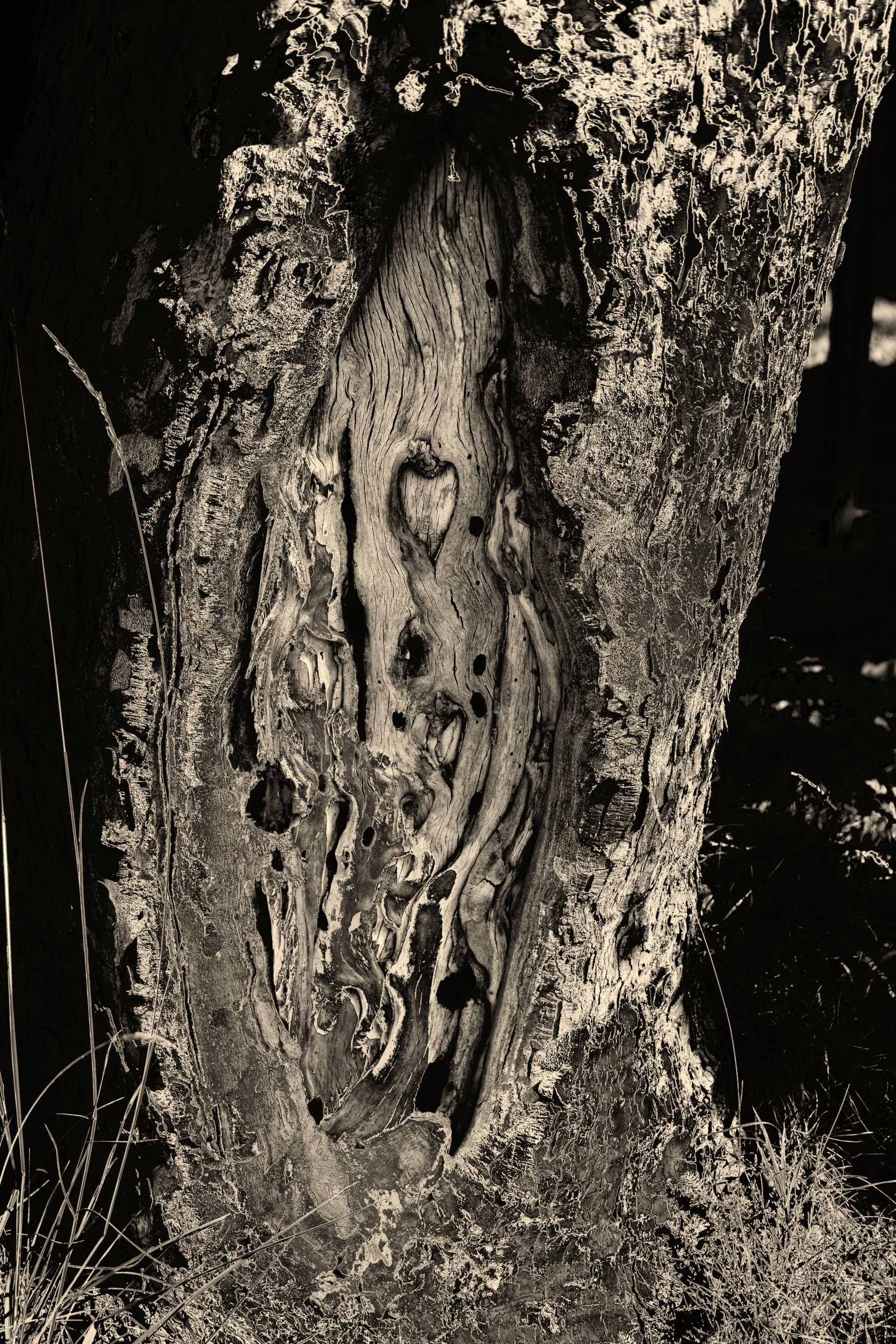 egy korhadó fa törzse