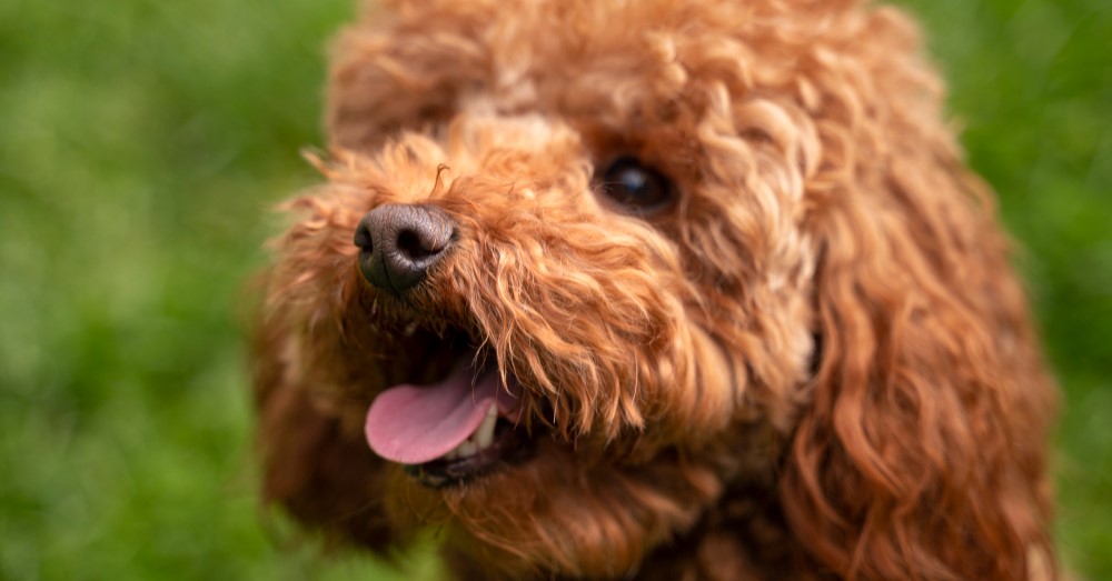 Maltipoo kiskutya közelről