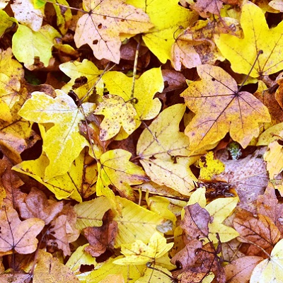 A képen lehullot színes őszi falavelek