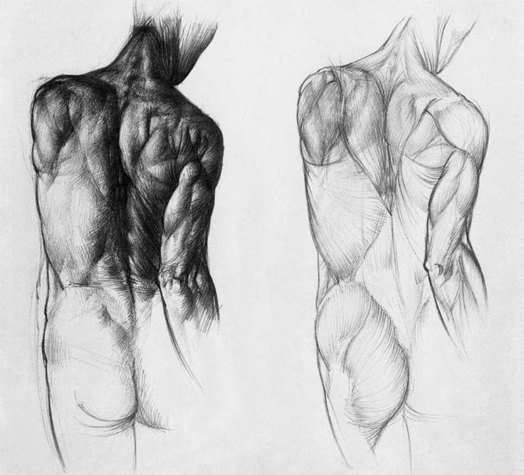 emberi test izmait ábrázoló rajzok