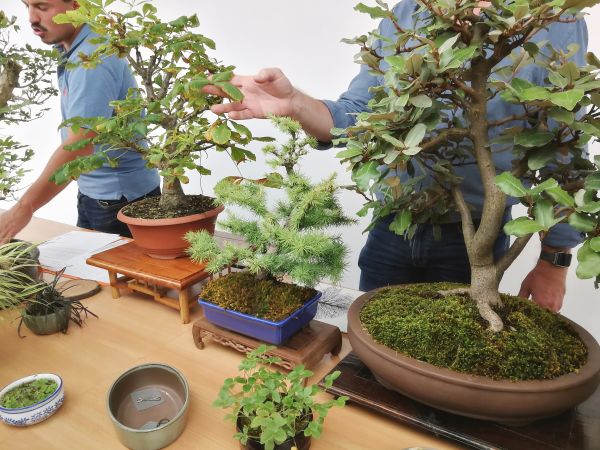 Bonsai simogató