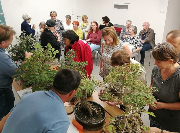 Bonsai simogató