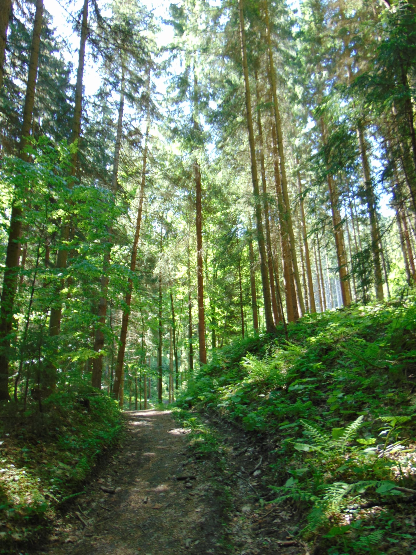 Ebben az erdőben sétálgathatott a polgármester tekintetes lábával. Fotó: Varga Lilla