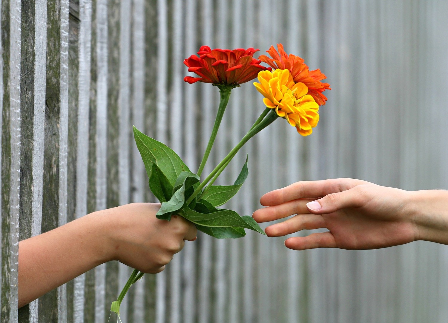 Egy kéz három szál virágot ad át egy másik kézbe 