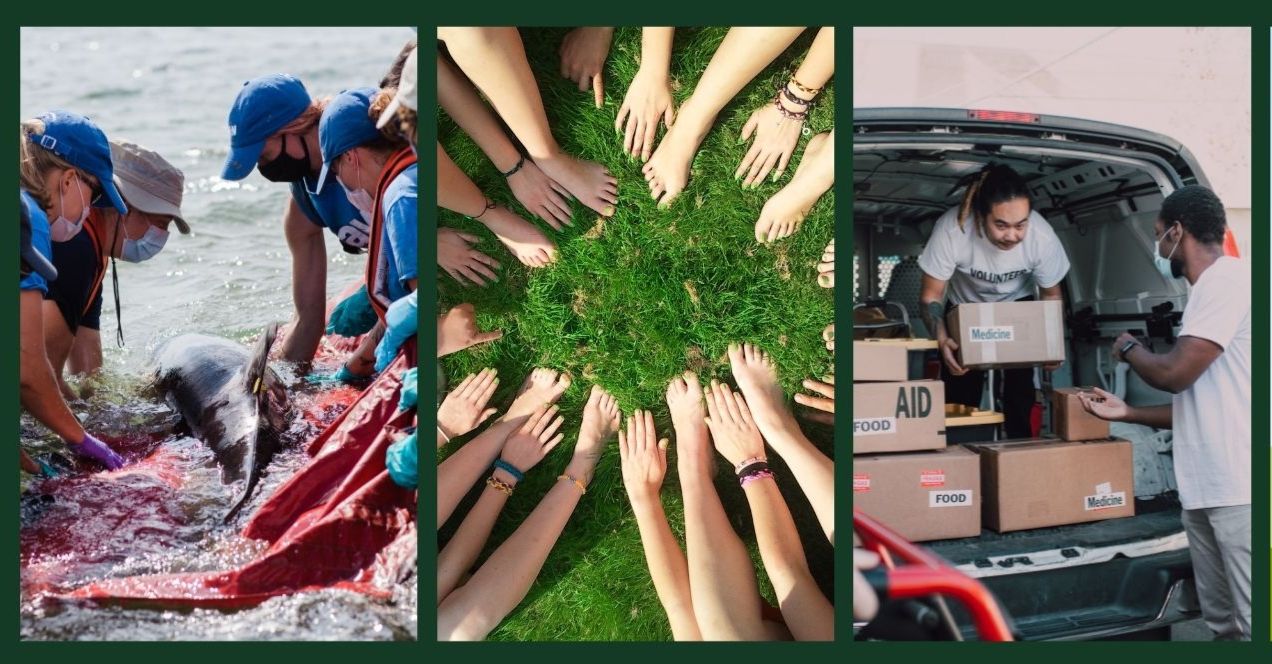 Fotómontázs diákok önkéntes munkájáról delfin mentés csomag osztás