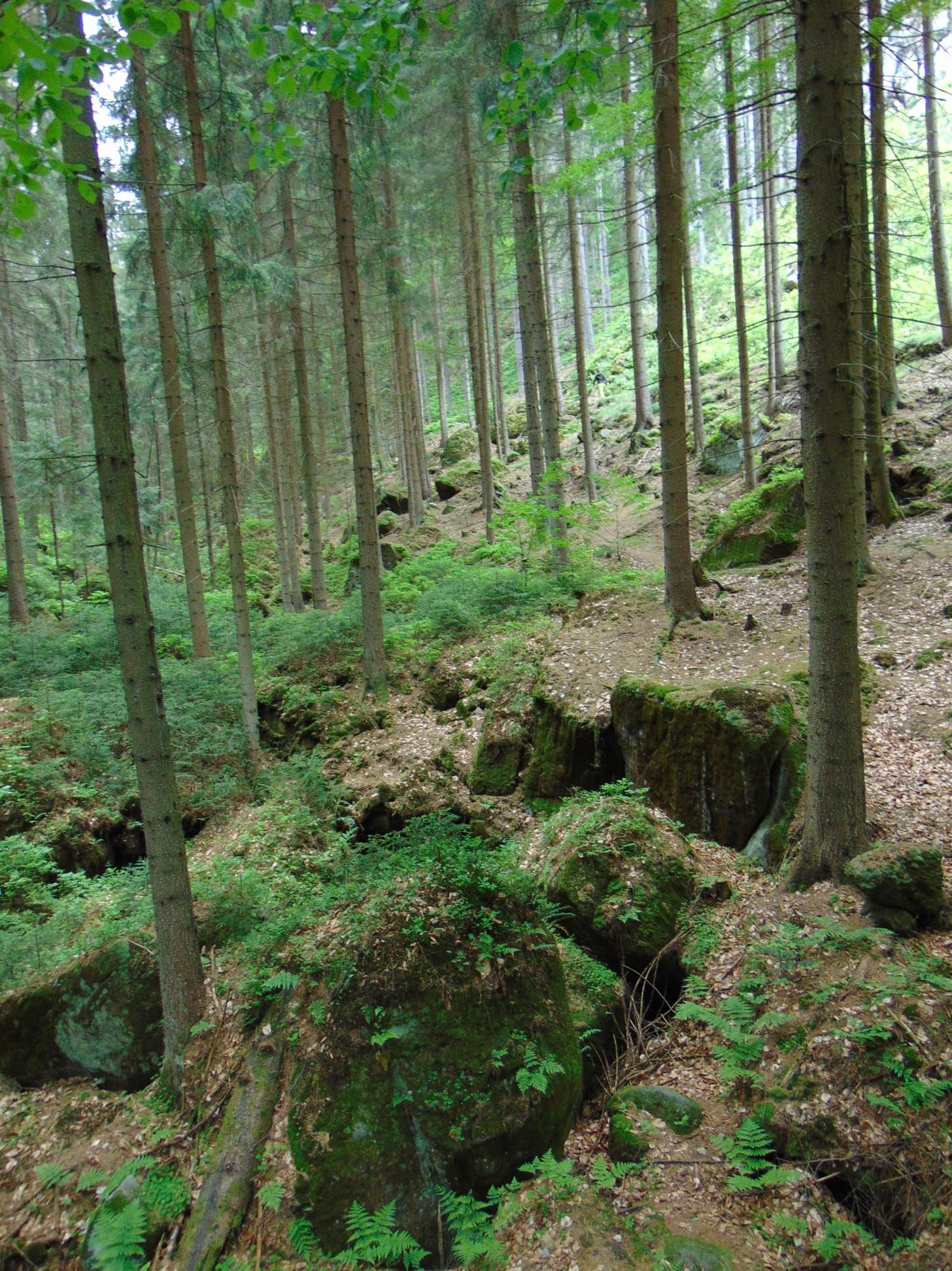 A rejtekadó erdő. Fotó: Varga Lilla